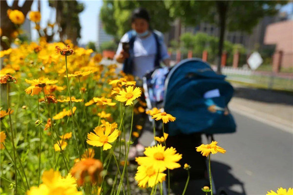 In pics: Early sunrise flowers flourish in Jiading New City