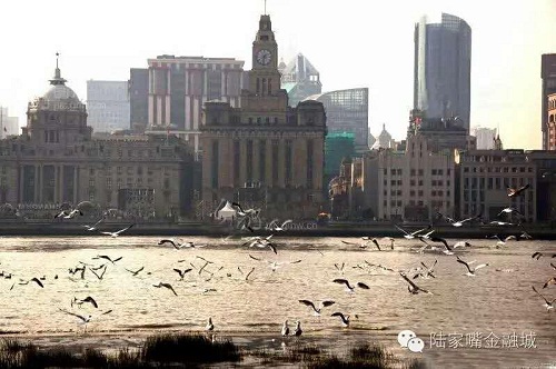 Lujiazui park prime spot for bird migration