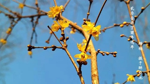 Plum blossoms come into full bloom