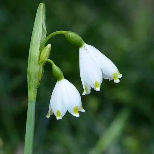 Shanghai spring flowers guide