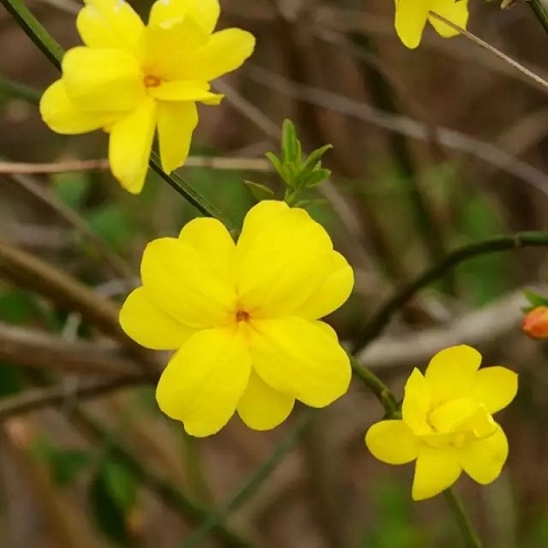 Shanghai spring flowers guide