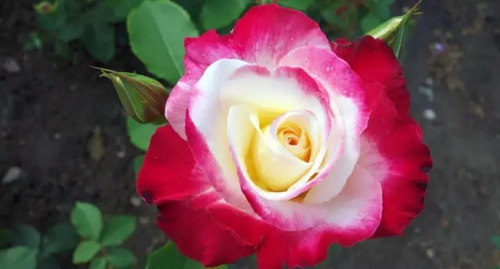 Queen of flowers: unique rose cultivars and cult classics