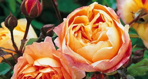 Queen of flowers: unique rose cultivars and cult classics