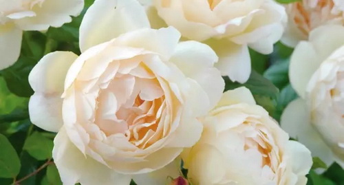 Queen of flowers: unique rose cultivars and cult classics