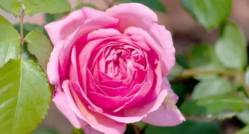 Queen of flowers: unique rose cultivars and cult classics