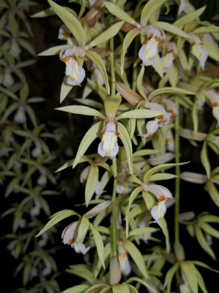 Rare orchid in full bloom at Chenshan Botanical Garden