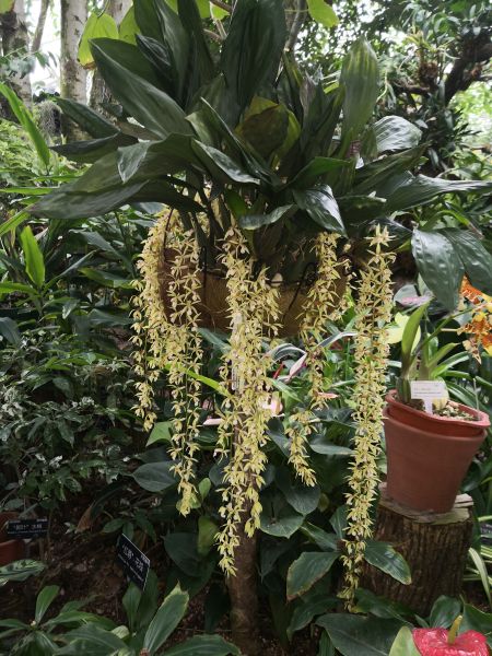 Rare orchid in full bloom at Chenshan Botanical Garden