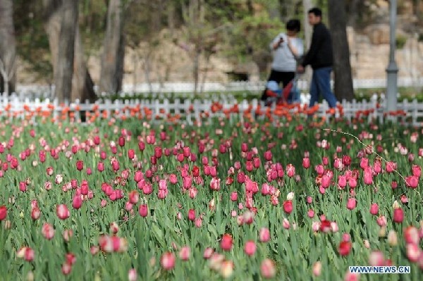 Beautiful tulips at Yingze Park in Taiyuan