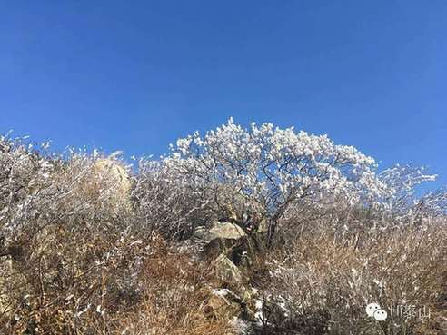 Mount Tai glistens in first frost of winter