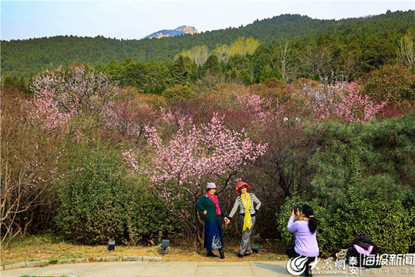 Plum blossoms add color to Mount Tai