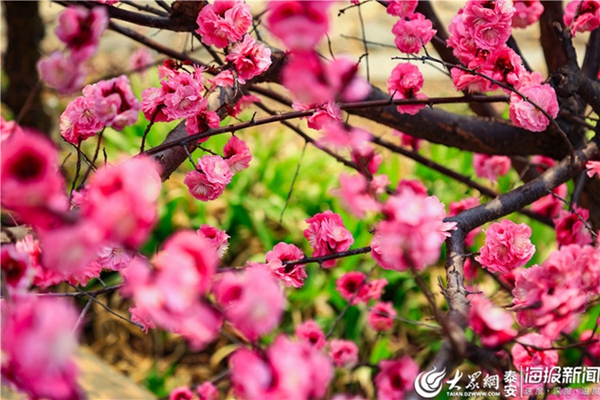 Plum blossoms add color to Mount Tai