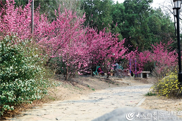 Plum blossoms add color to Mount Tai