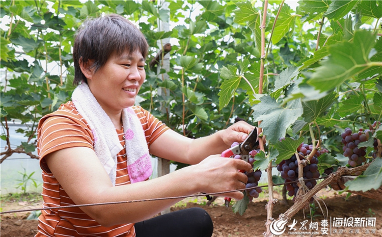 Tai'an village embraces grape harvest