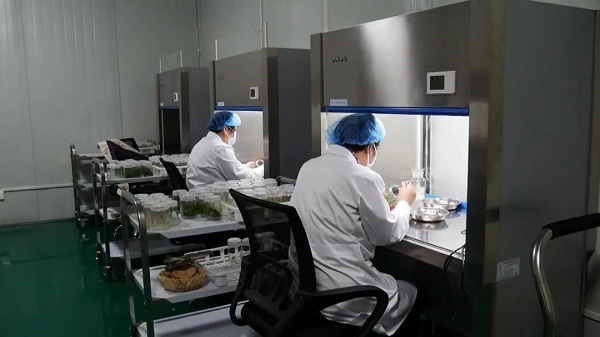 Scientific management promotes agricultural production in Tai'an