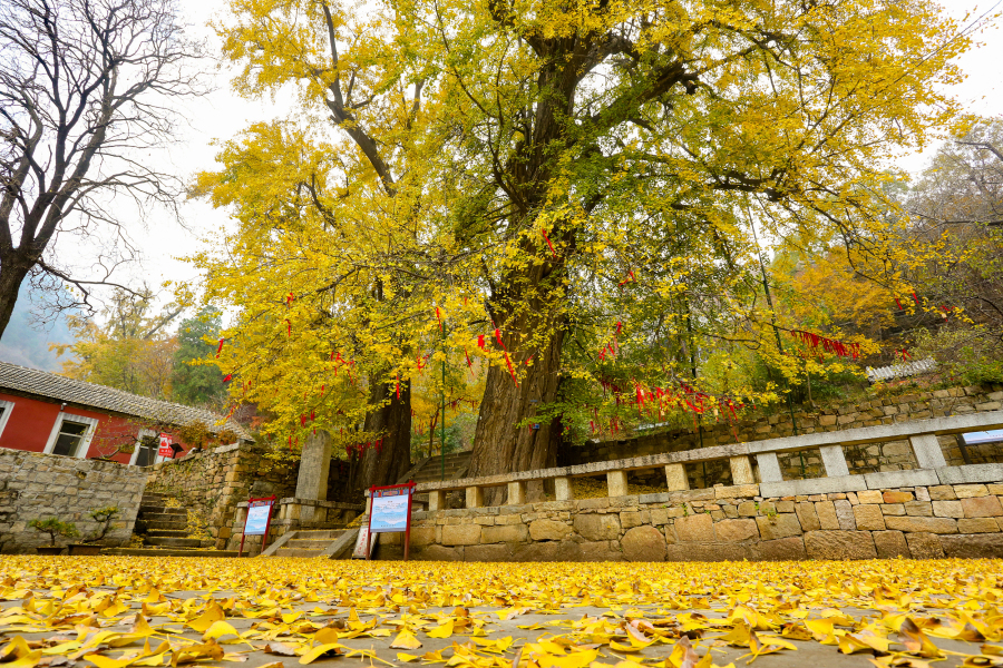 Gingko trees on Mount Tai offer pristine autumn scenes