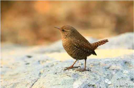 Protection for heaven-sent wild birds on Mount Tai