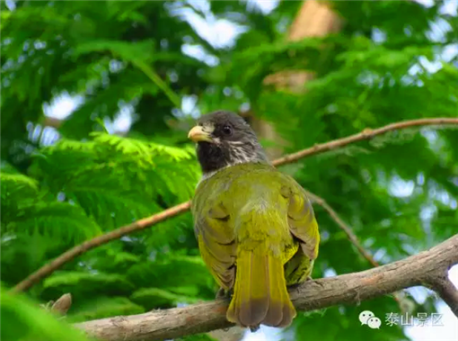 Protection for heaven-sent wild birds on Mount Tai