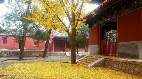 Seize the last golden yellow in early winter at Mount Tai