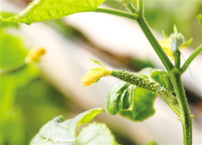 Strawberry picking warms the hearts of Tai'an locals