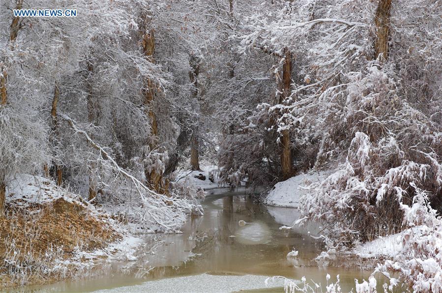 Rime scenery of forest of populus euphratica in Xinjiang