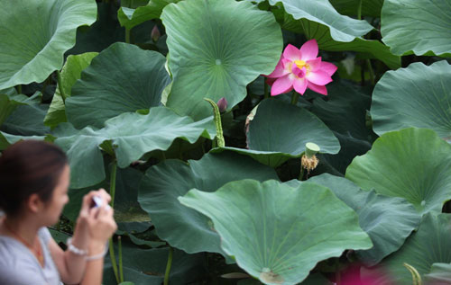 Lotus festival in Kunming