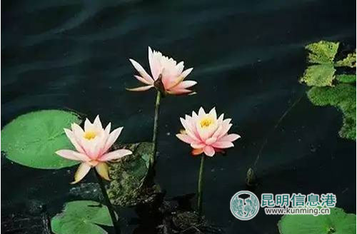 Visual summer spectacle lotuses come into bloom