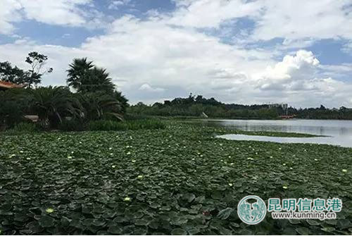 Visual summer spectacle lotuses come into bloom