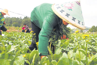 Village renewal began with new crops