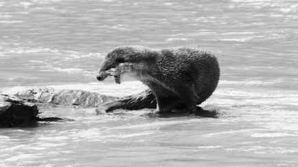 Otters reflect improvement of 'Asia's water tower' ecology