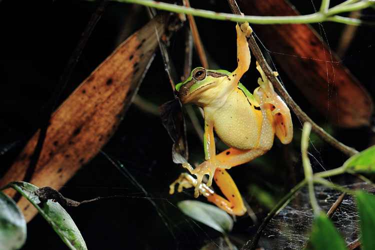 Nature photographer captures Ningbo nightlife