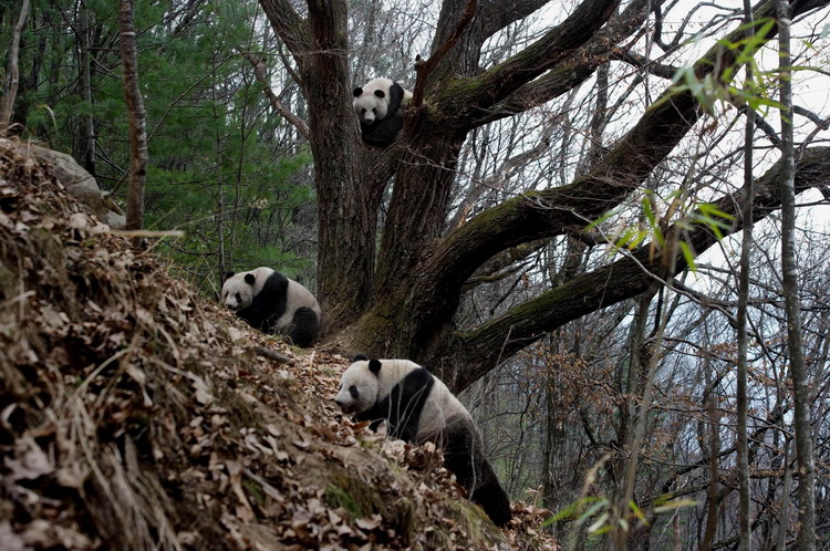 Animals as art in the Qinling Mountains