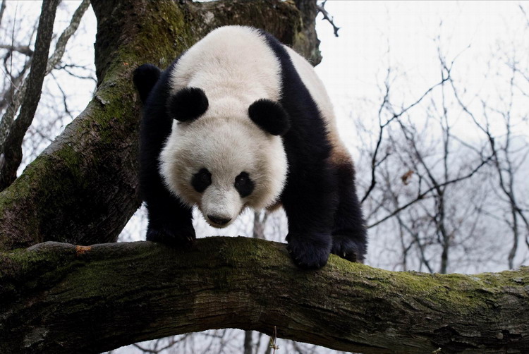 Animals as art in the Qinling Mountains