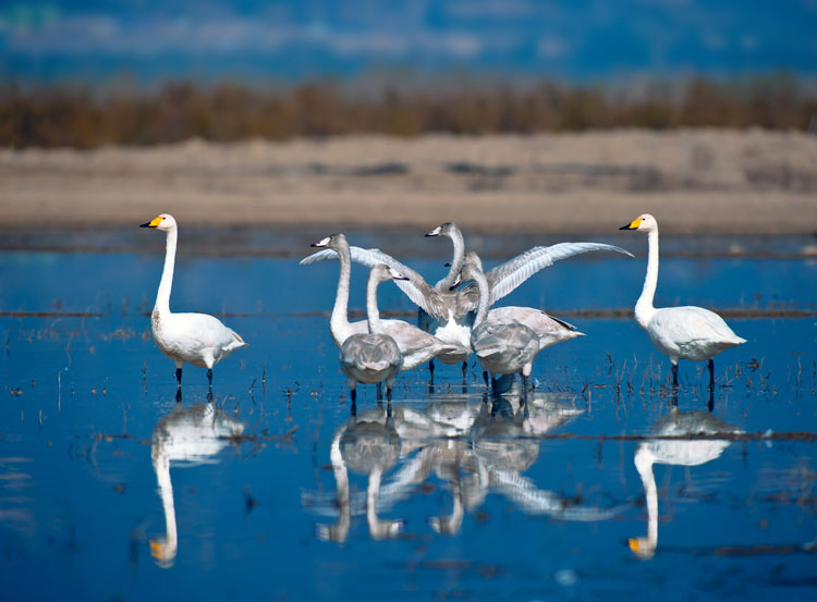 Capturing beauty of birds in the wild