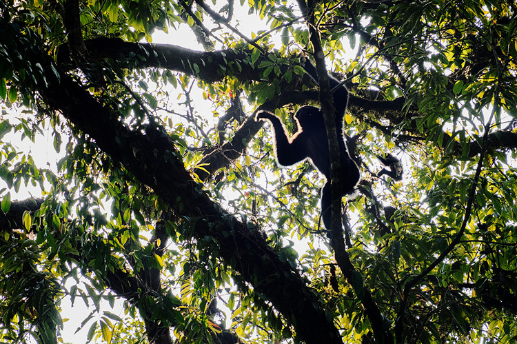 Joy and sorrow of shooting in the wild