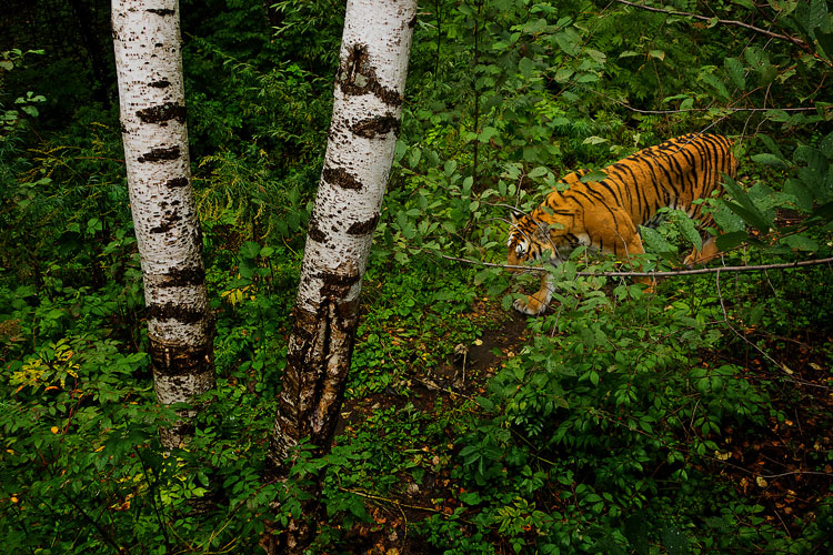 Joy and sorrow of shooting in the wild