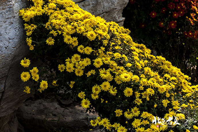 Four seasons in Beijing's parks