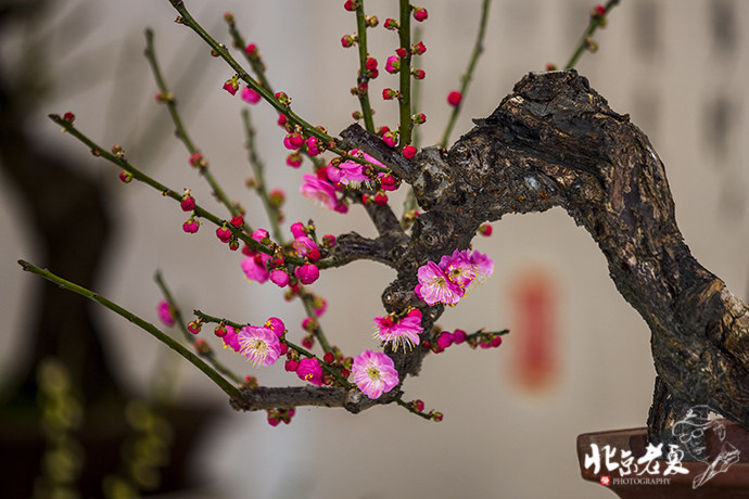 Four seasons in Beijing's parks