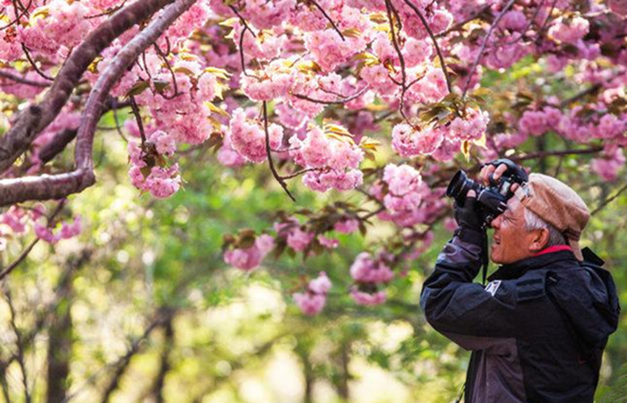 Spring turns Beijing into city of flowers