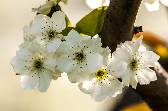 Spring turns Beijing into city of flowers