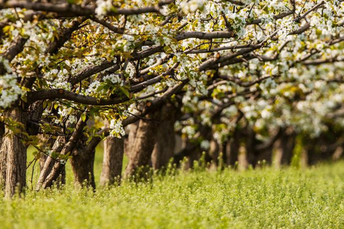 Spring turns Beijing into city of flowers