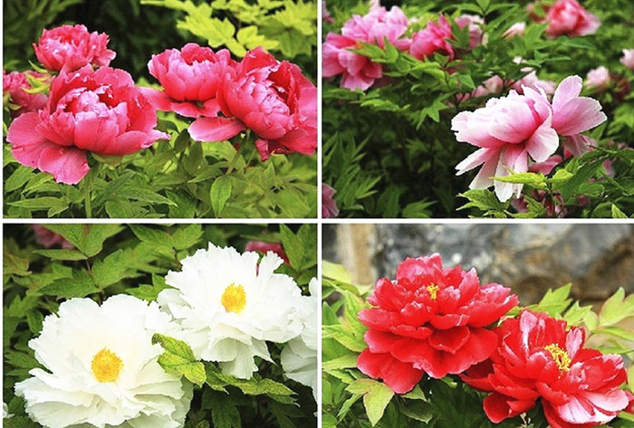 Luoyang, the peony paradise