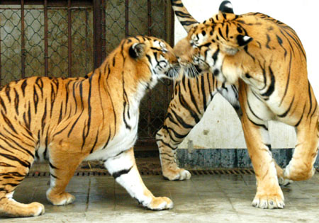 Two South China tigers flirt with 
each other 
in the South China Tiger-Breeding Base in Suzhou, East China's Jiangsu Province, May 23, 2006. The 7-year-old male tiger mates with the 3-year-old female tiger naturally, and they were not injected with any drug to provoke their instincts, said officials in the base. The South China tiger, which could be found only in China, is listed in the IUCN Red List of Threatened Species. Chinese animal breeding specialists have in the past tried a number of methods to boost numbers of animals close to extinction. [Xinhua]