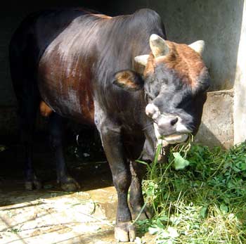 Bull with three horns and two noses