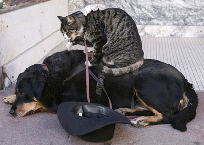 Friends -- dog, cat and mice