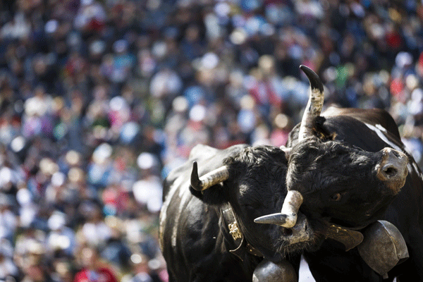 'Battle of the Queens' cow fight finals