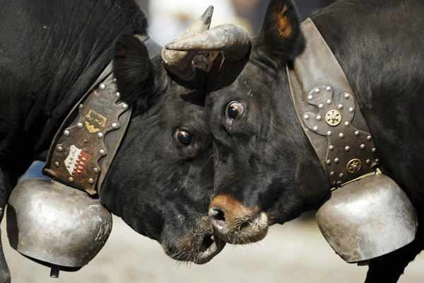 'Battle of the Queens' cow fight finals