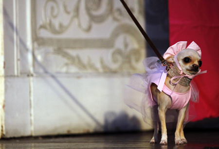 Times Square Dog Day Masquerade