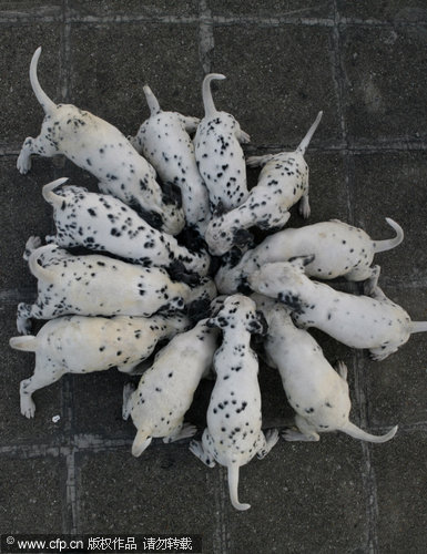 Dalmatian gives birth to 12