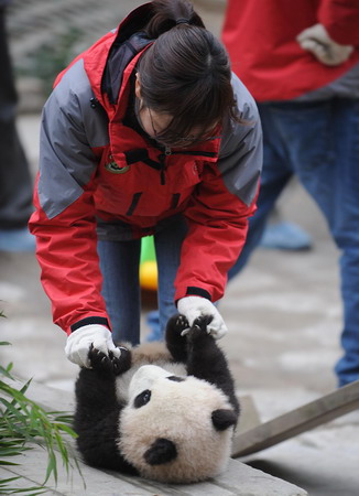 16 pandas to stand on their own paws in S.W.China