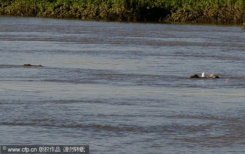 Fishing eagle becomes prey of crocodile